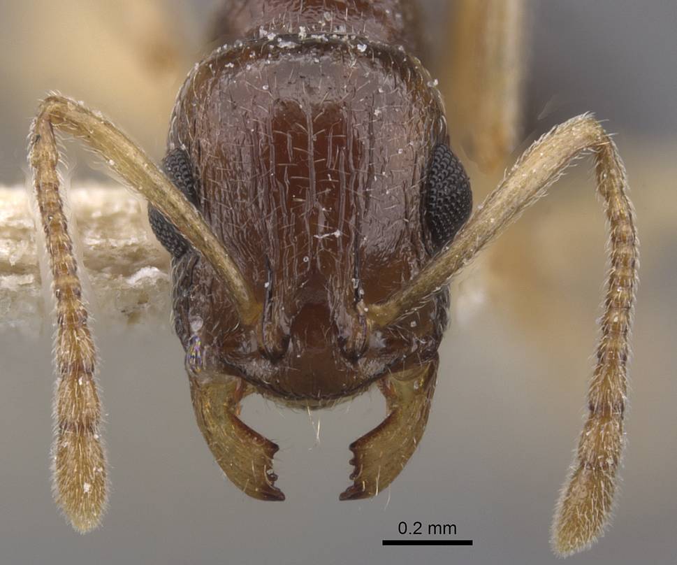 Temnothorax pallidipes