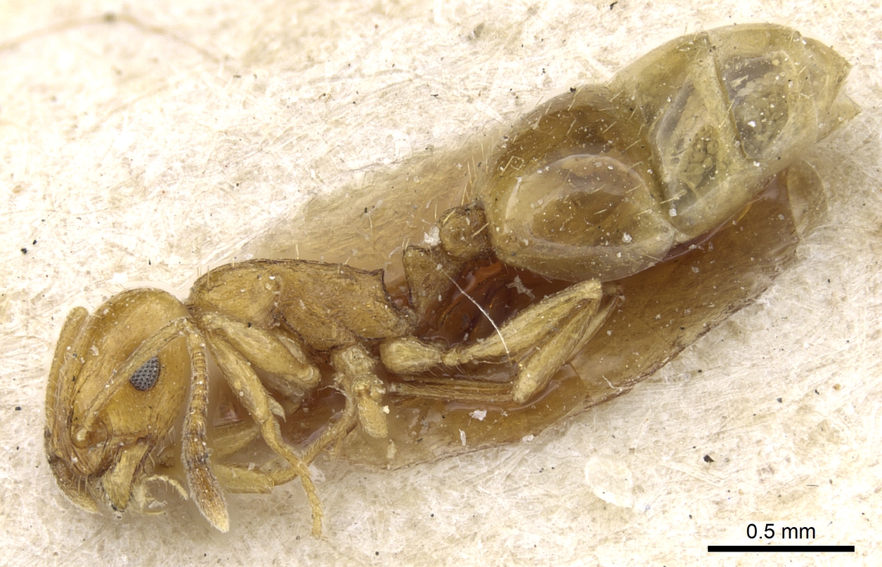 Temnothorax pamiricus