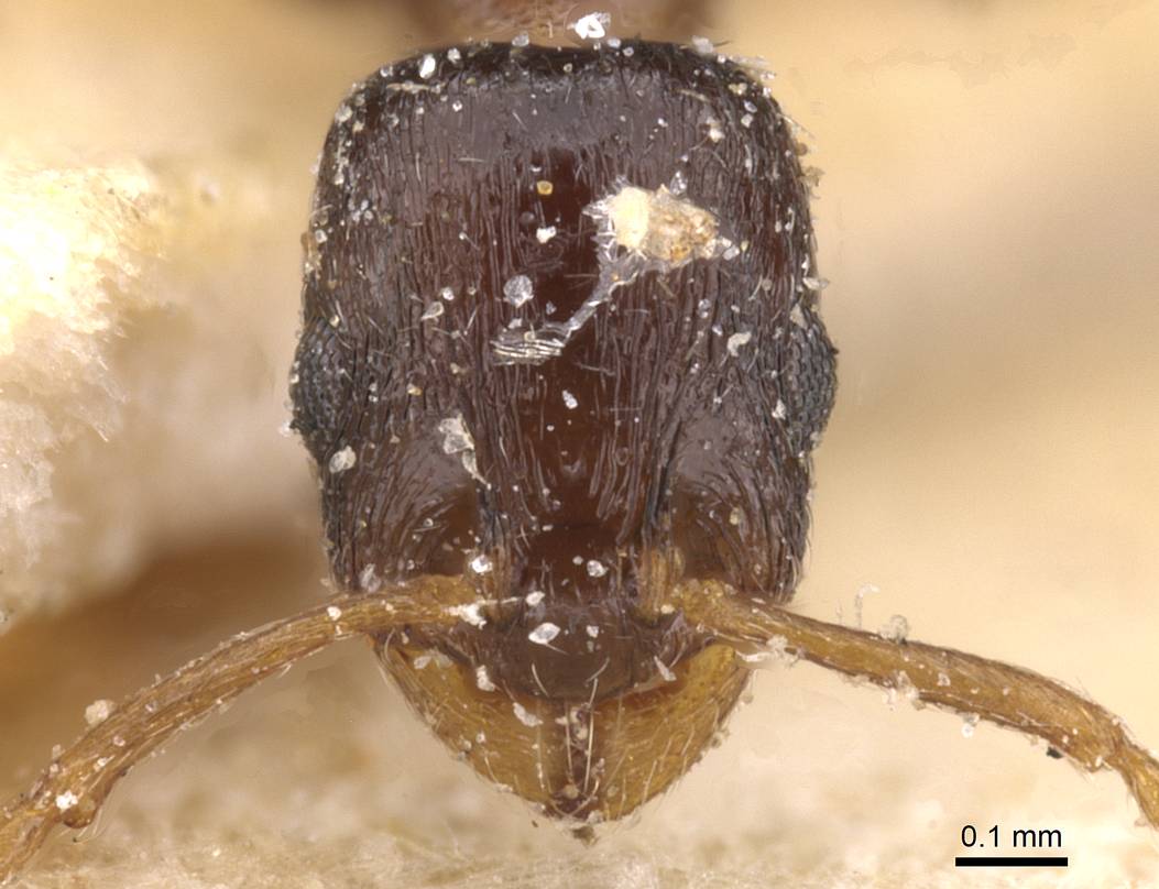 Temnothorax pan