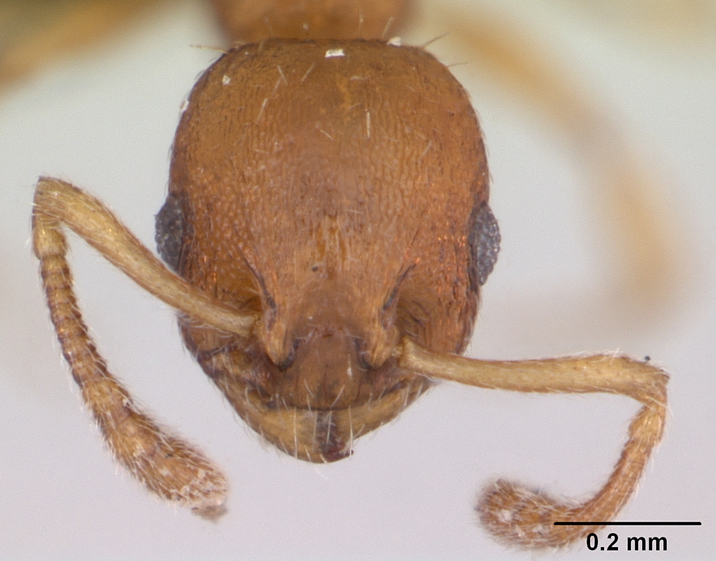 Temnothorax parvulus