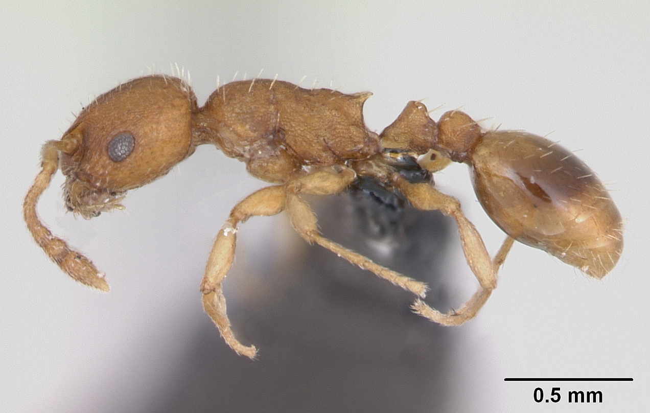 Temnothorax parvulus