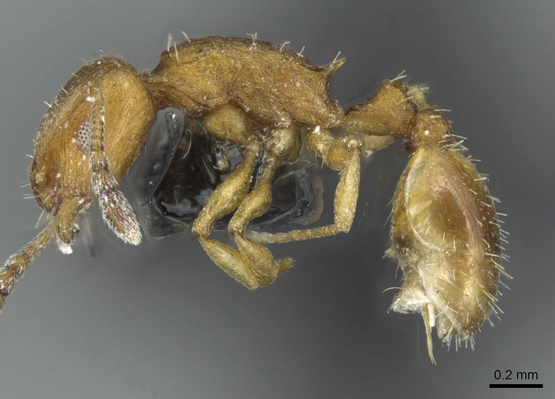Temnothorax personatus