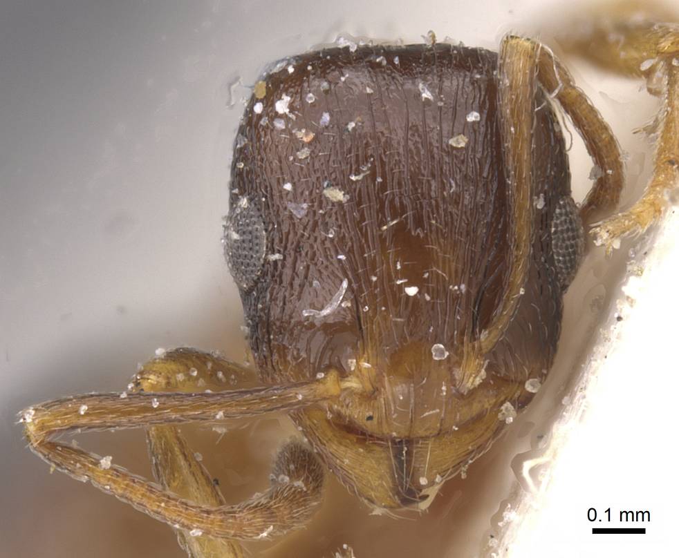 Temnothorax peyerimhoffi