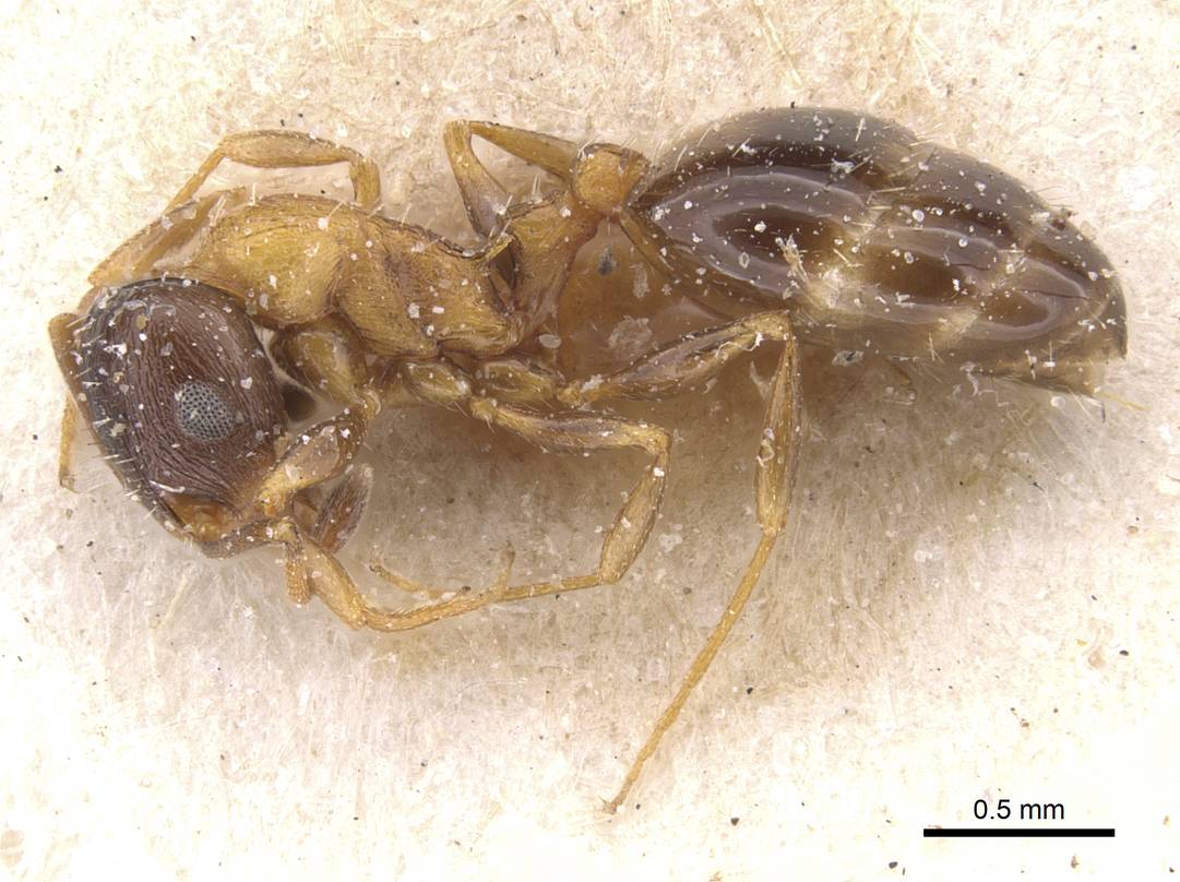 Temnothorax peyerimhoffi