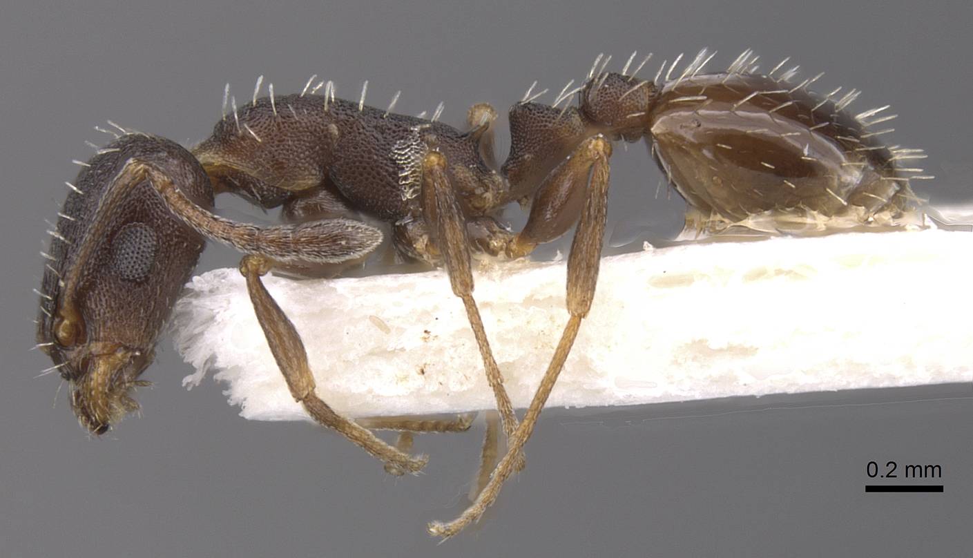 Temnothorax platycephalus