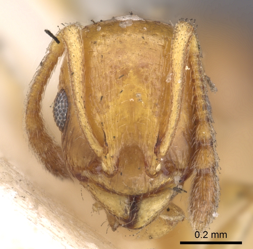 Temnothorax racovitzai