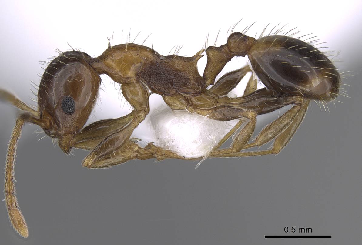 Temnothorax rogeri