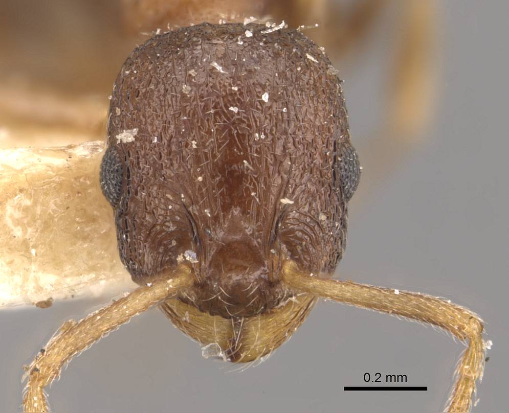 Temnothorax rothneyi