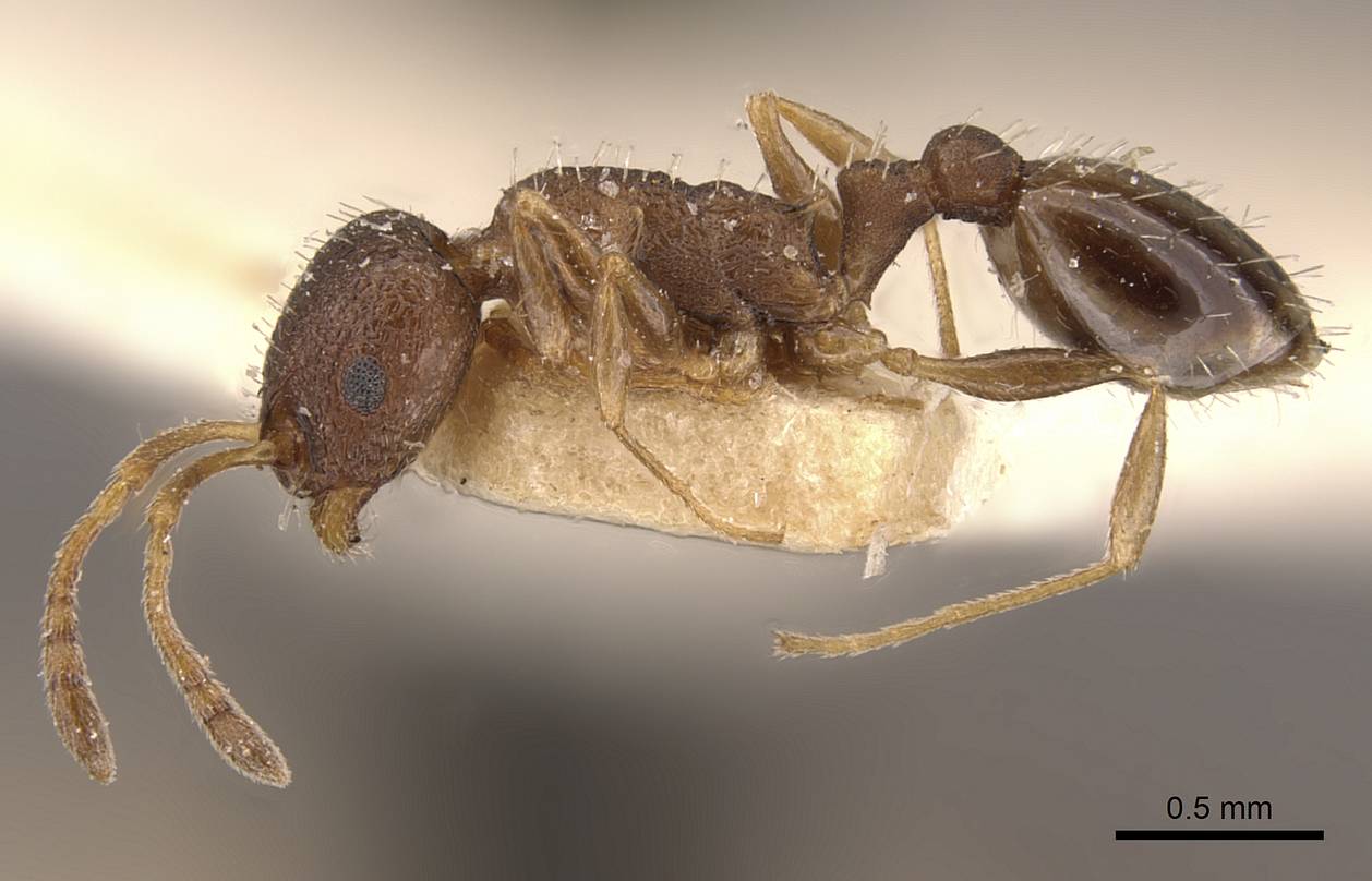 Temnothorax rothneyi