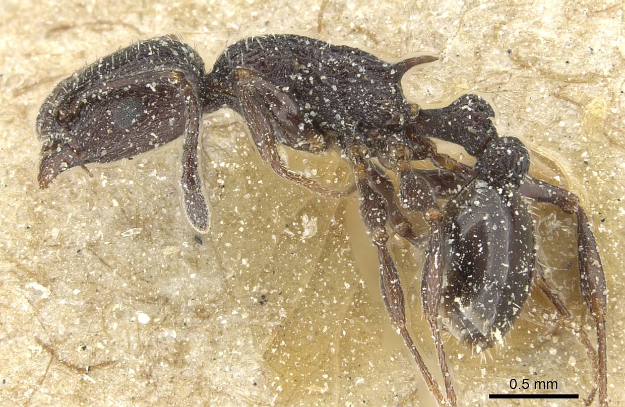 Temnothorax sardous