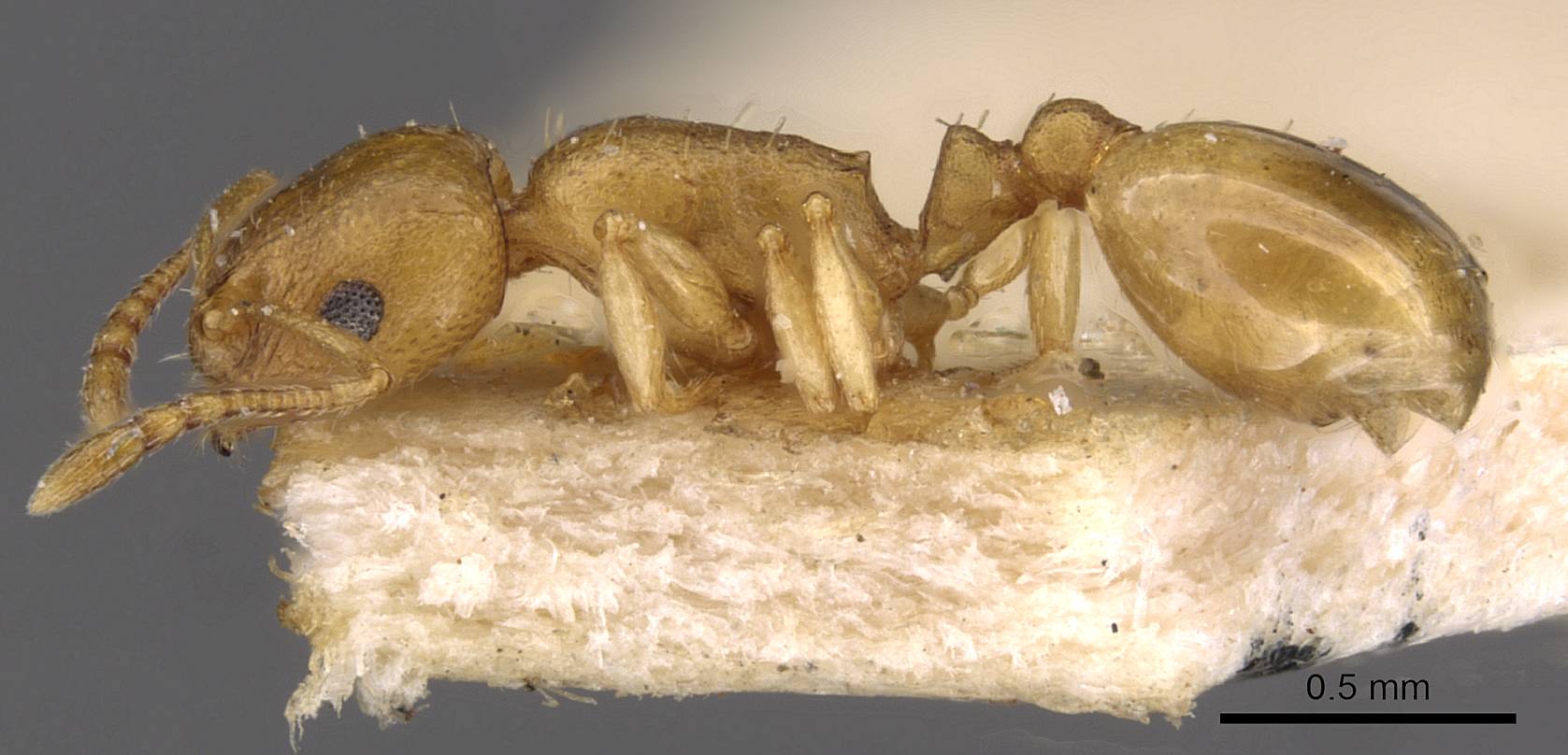 Temnothorax satunini