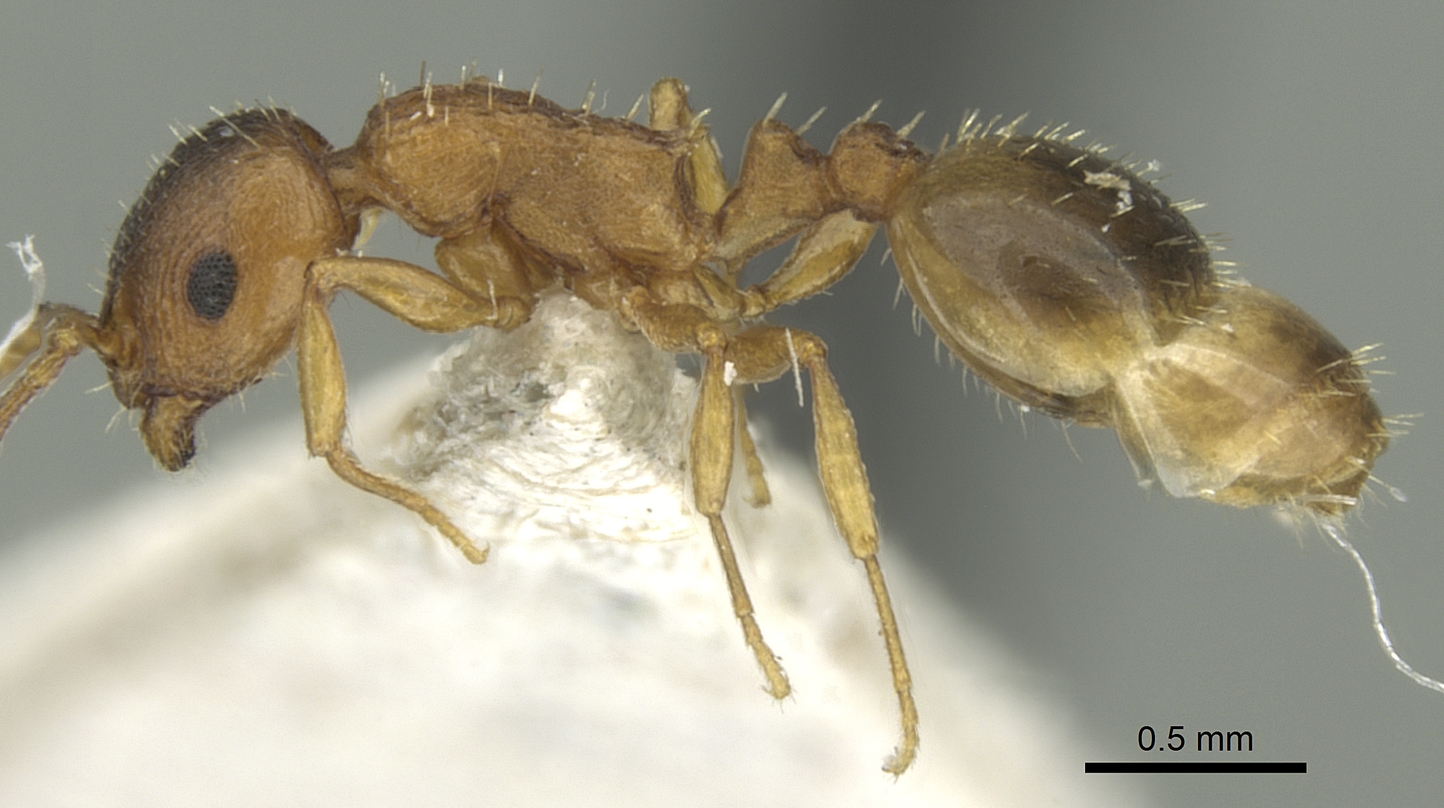 Temnothorax schoedli