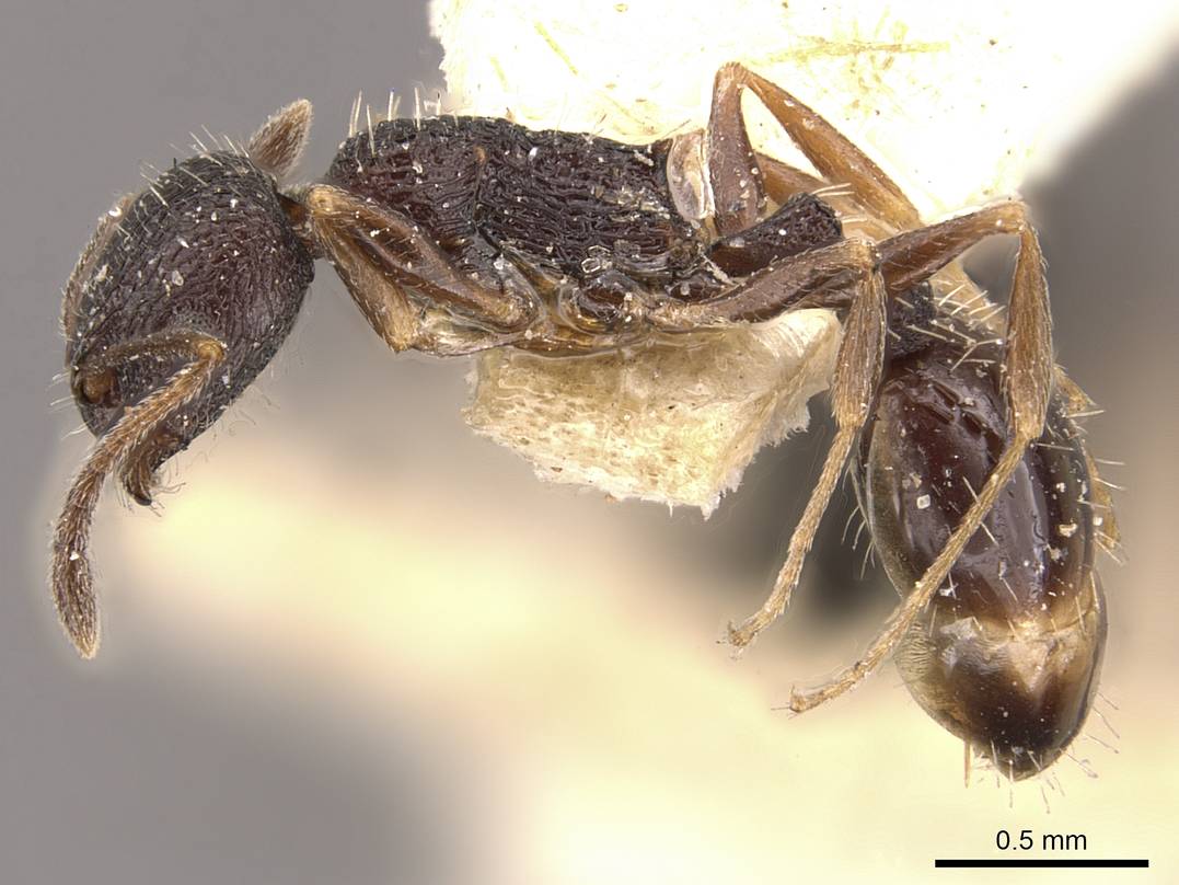 Temnothorax schurri