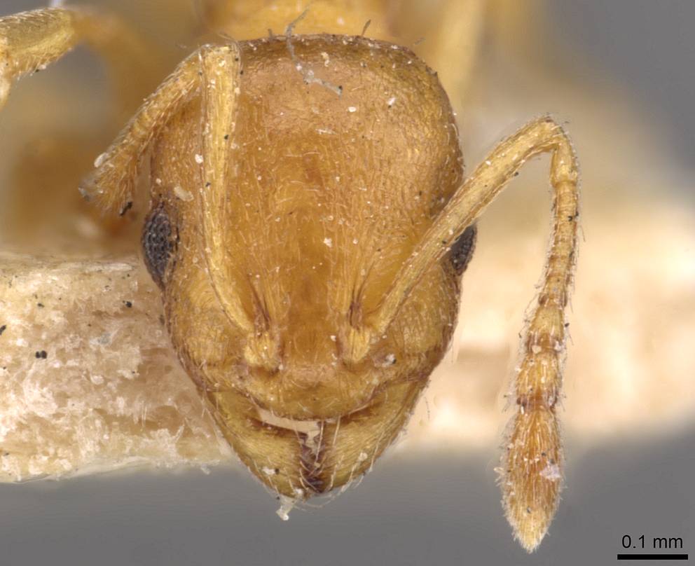 Temnothorax sebessae