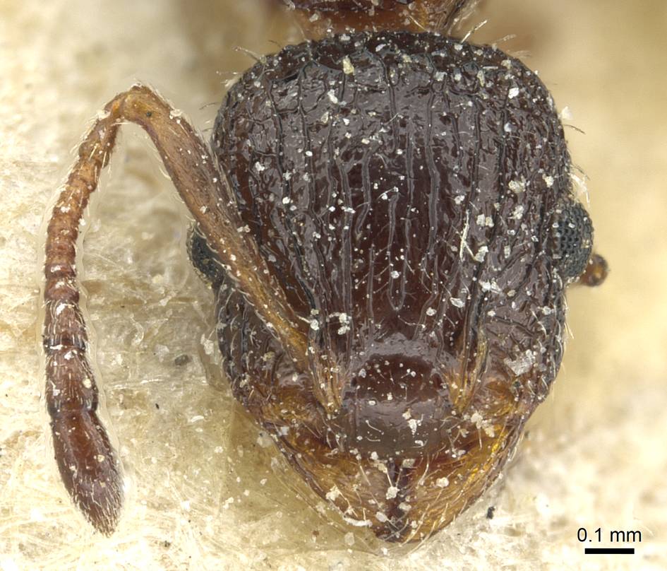 Temnothorax semiruber