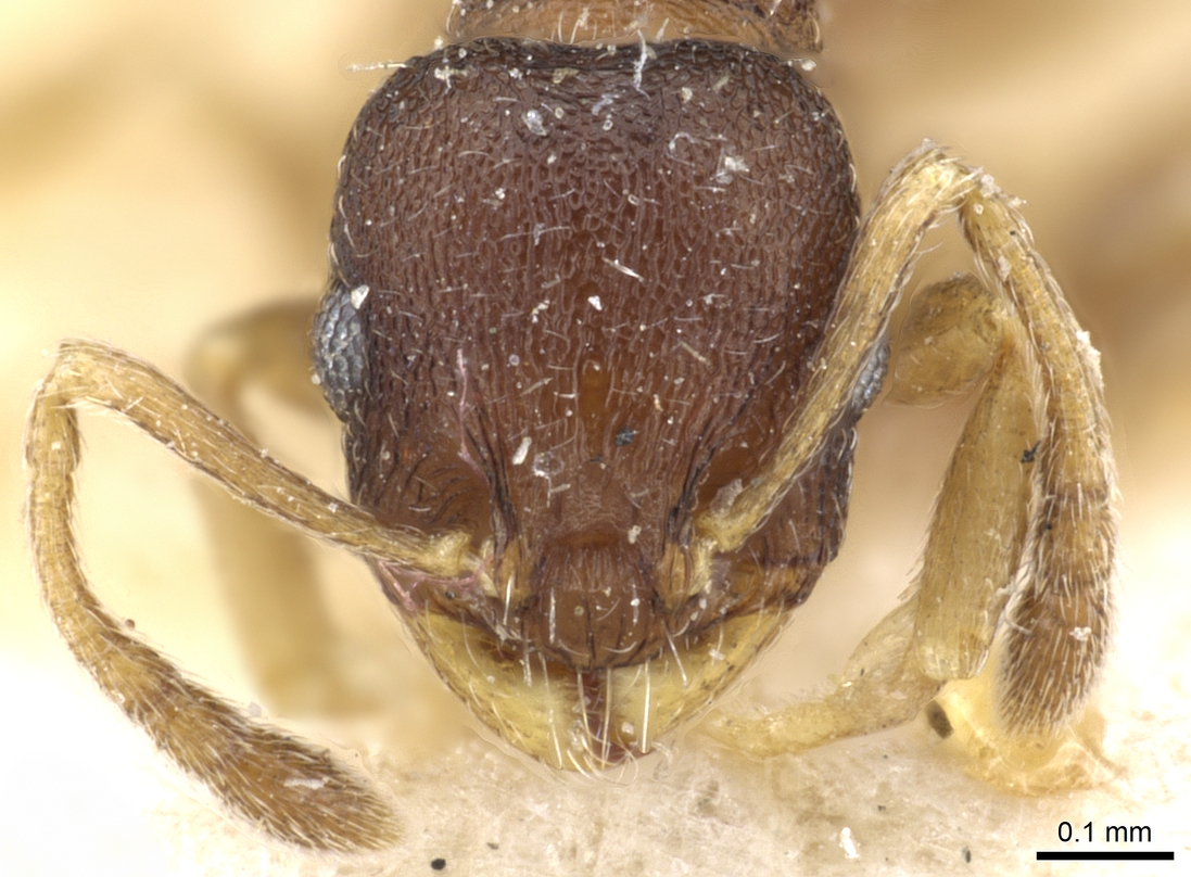 Temnothorax serviculus