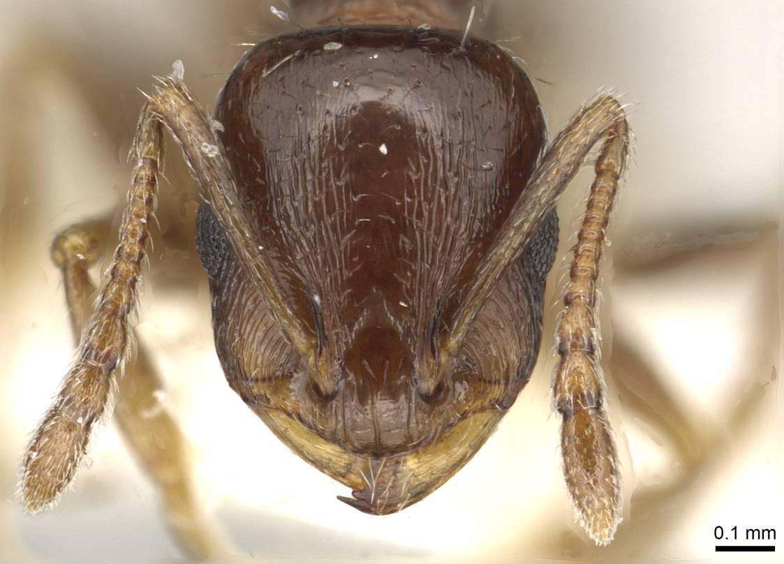 Temnothorax simesno