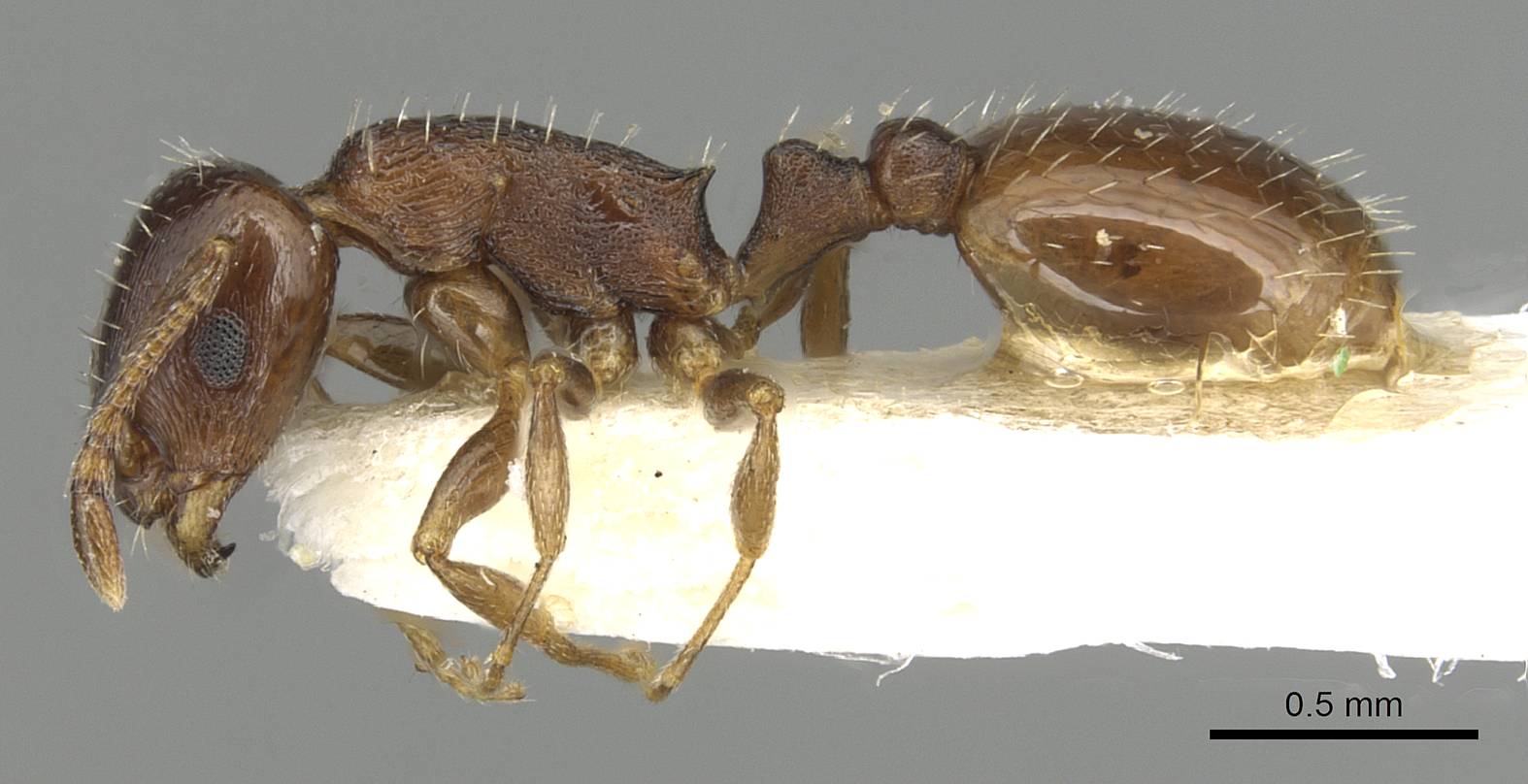 Temnothorax simesno