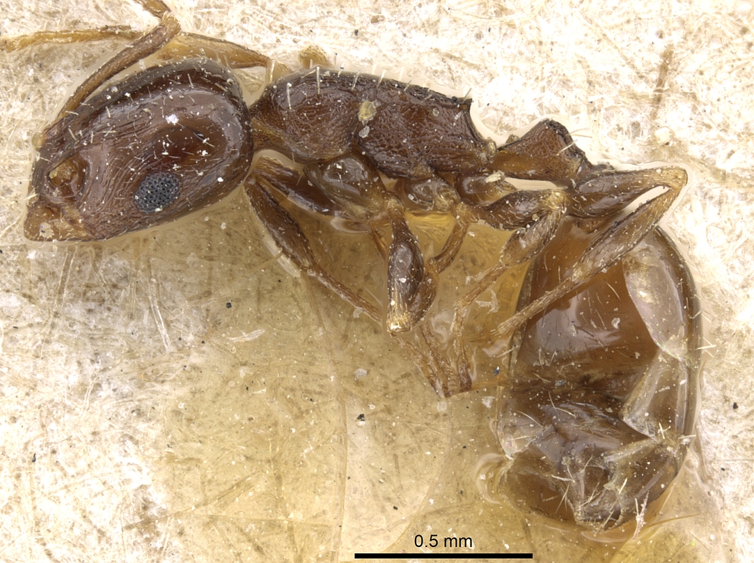 Temnothorax specularis