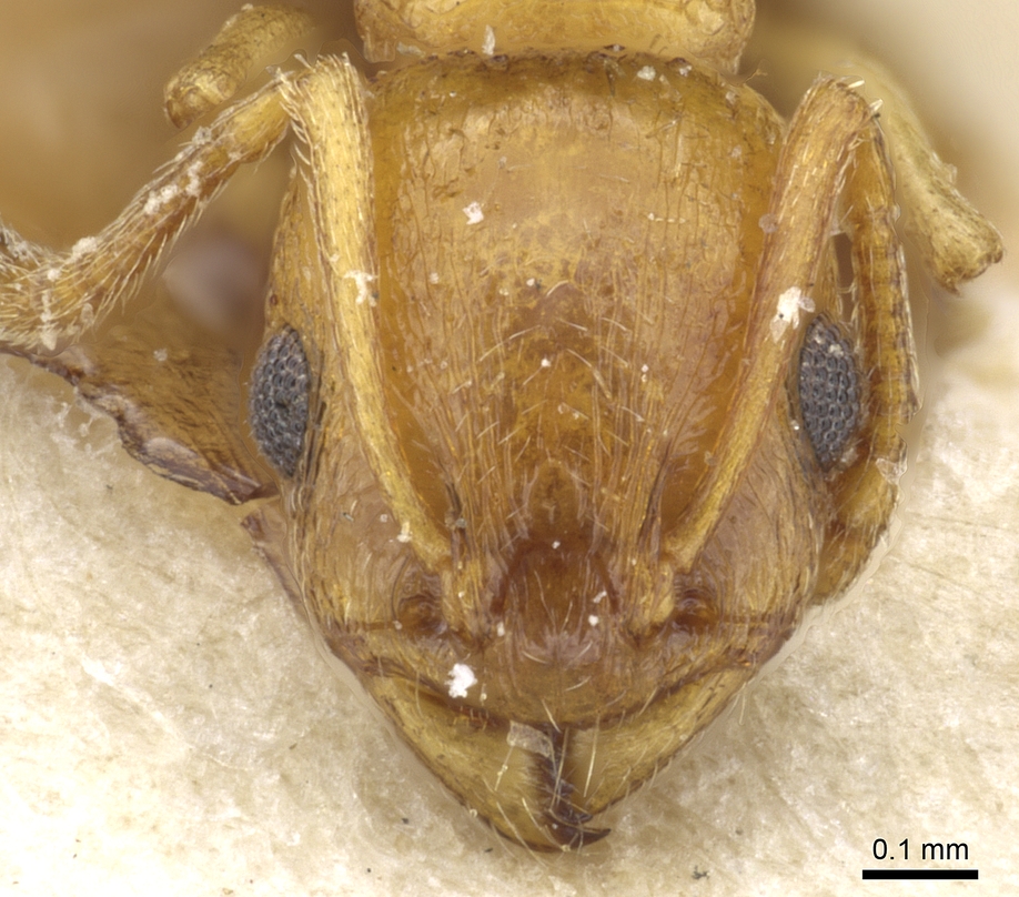 Temnothorax subcingulatus