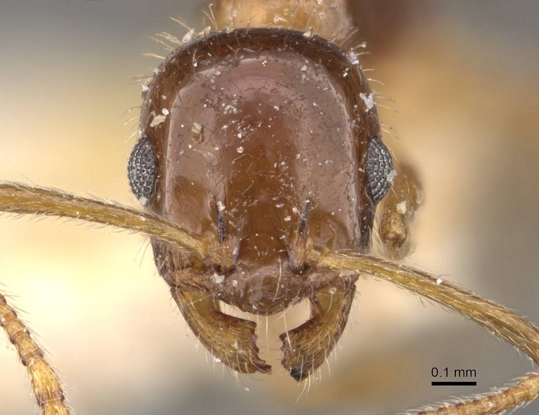 Temnothorax suberis