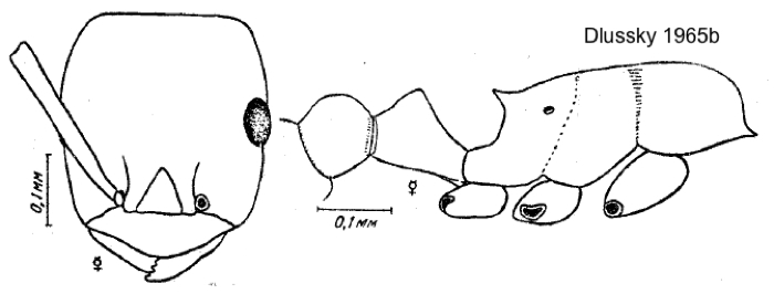 Temnothorax susamyri