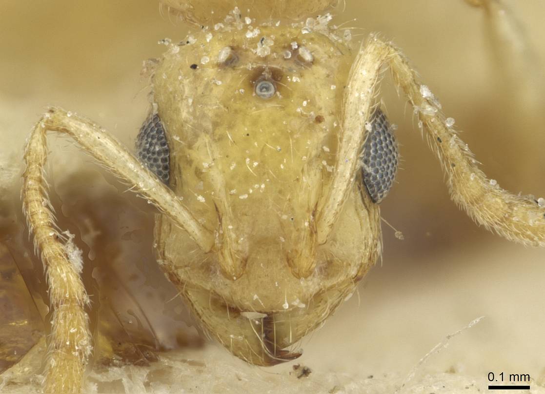 Temnothorax tenuispinus