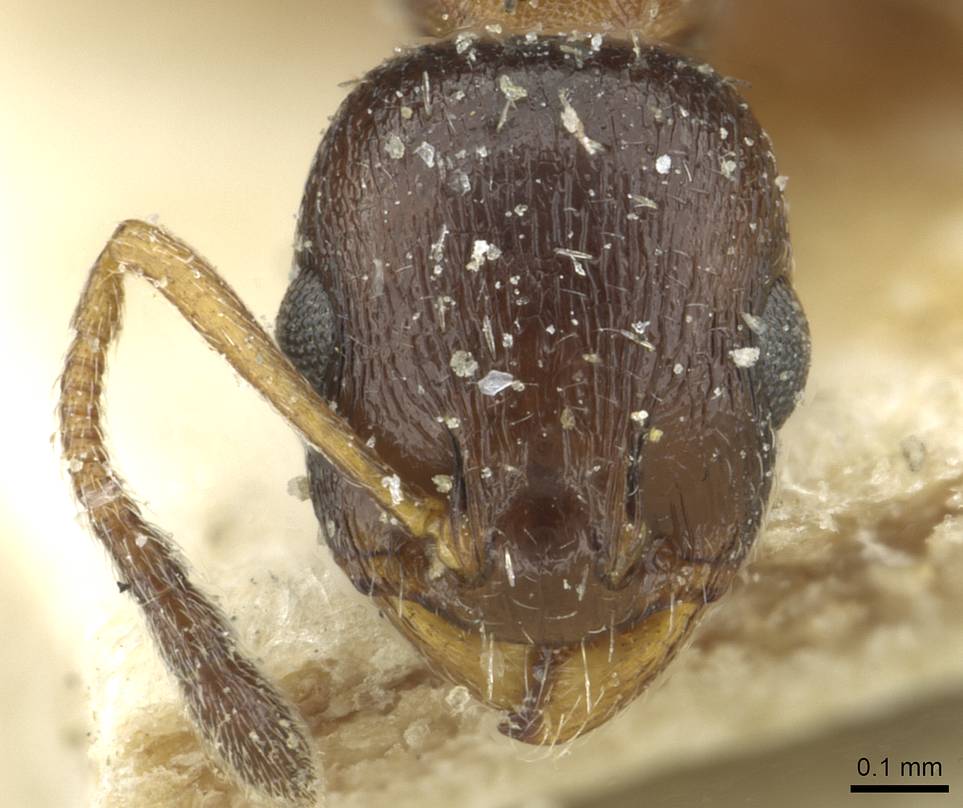 Temnothorax theryi