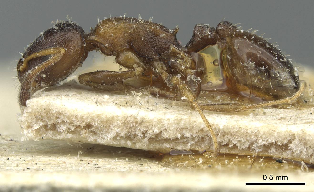 Temnothorax theryi