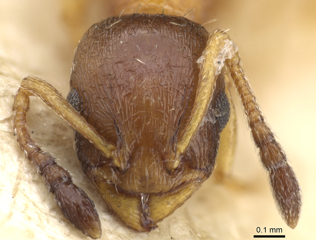 Temnothorax tuberum