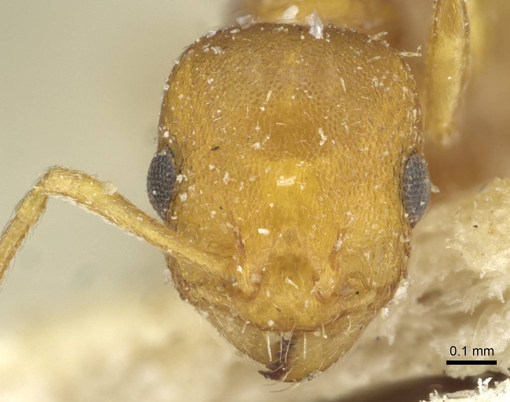 Temnothorax turcicus