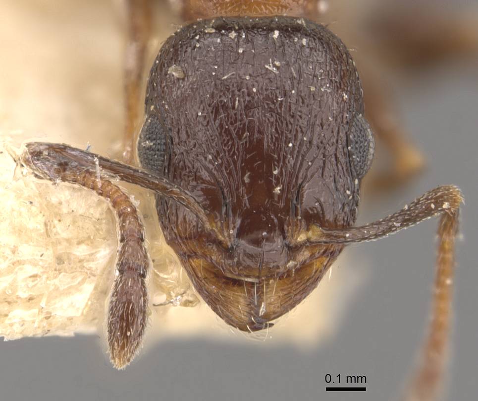 Temnothorax tyndalei