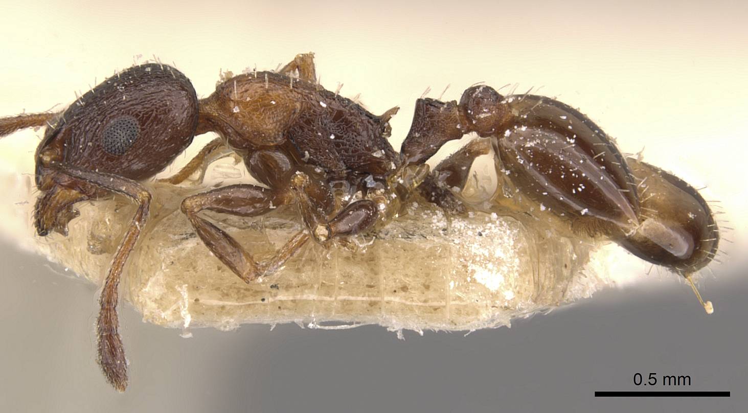 Temnothorax tyndalei