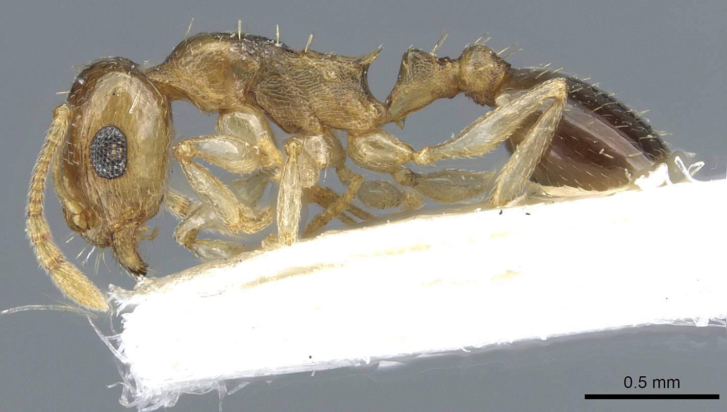 Temnothorax universitatis