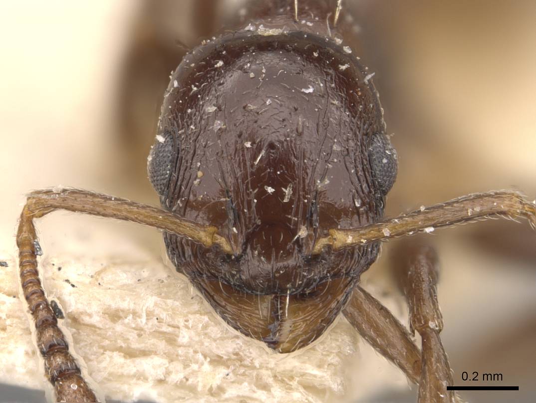 Temnothorax wroughtoni