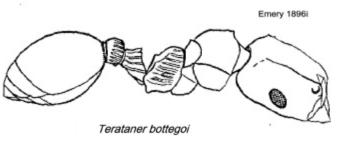 {Terataner bottegoi}