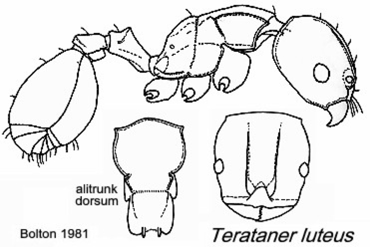 {Terataner luteus}