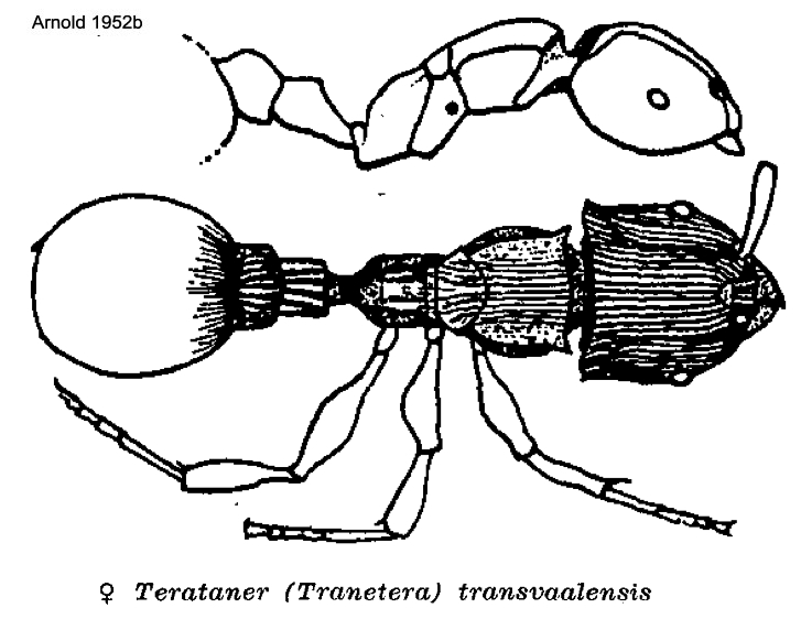 {Terataner transvaalensis}