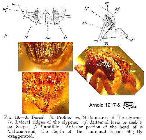 {Tetramorium worker clypeus}