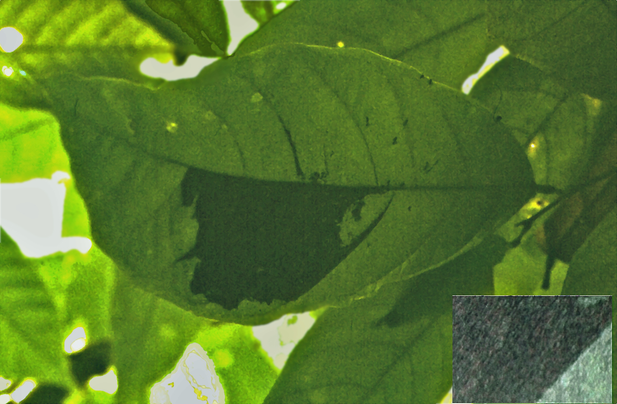 {Tetramorium aculeatum nest}