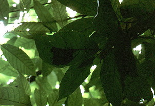 {Tetramorium aculeatum nest}