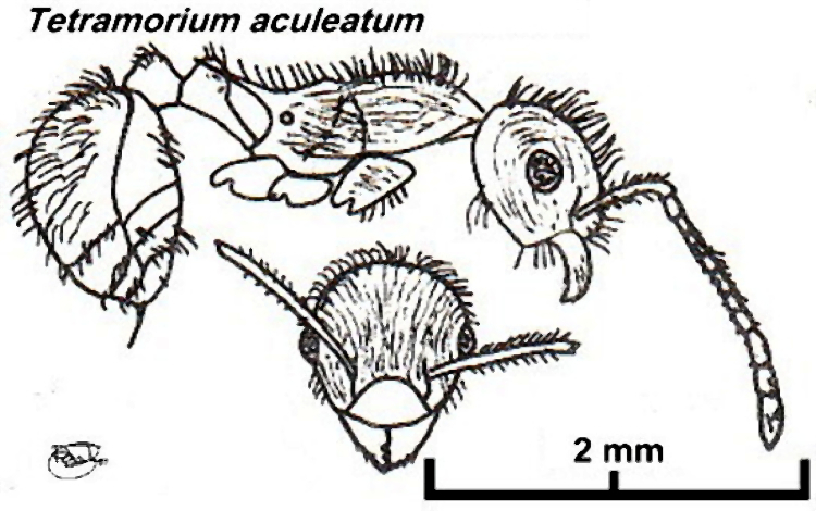 {Tetramorium aculeatum}