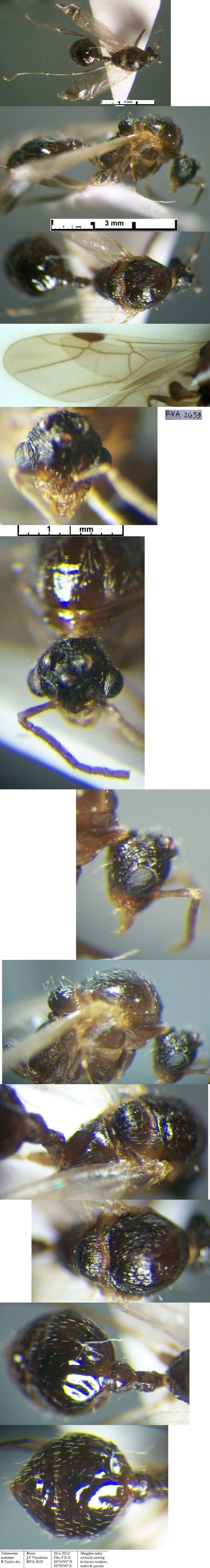 {Tetramorium aculeatum male from Benin}