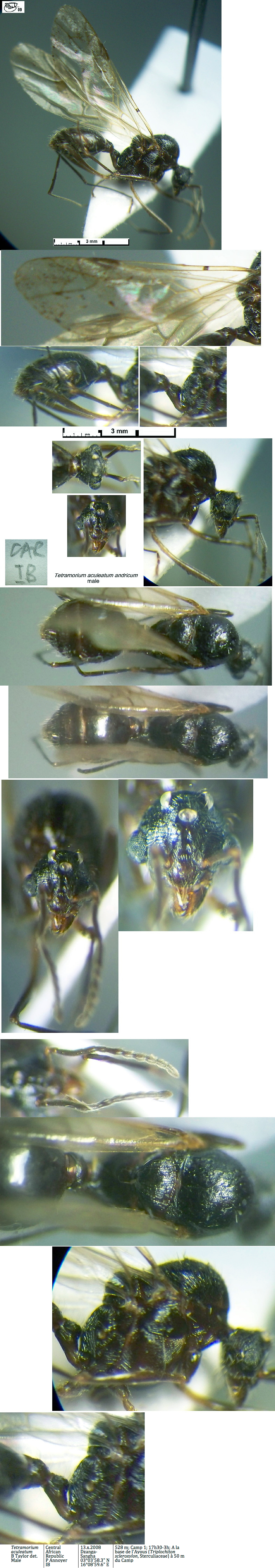 {Tetramorium aculeatum male}