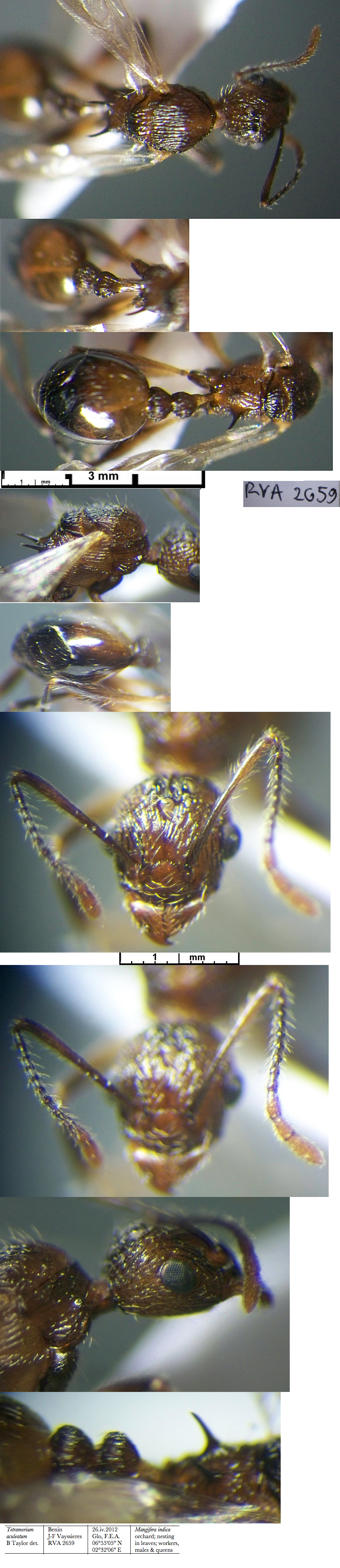 {Tetramorium aculeatum queen from Benin}