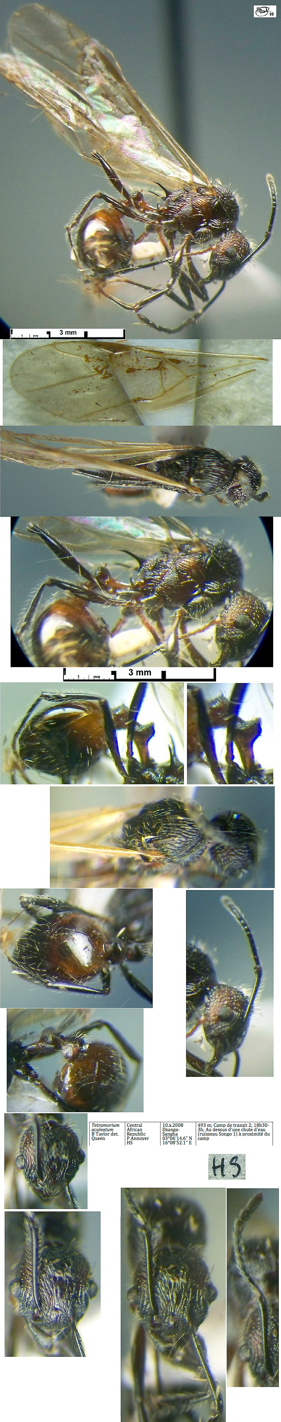 {Tetramorium aculeatum queen}