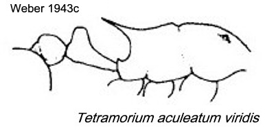 {Tetramorium aculeatum}