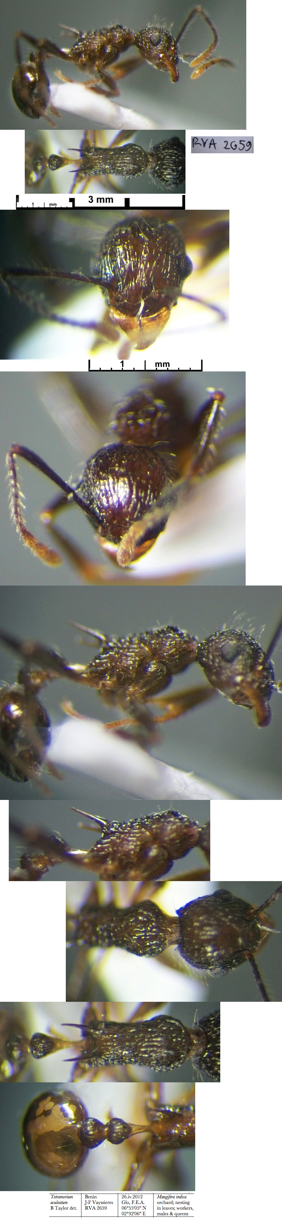 {Tetramorium aculeatum Benin worker}