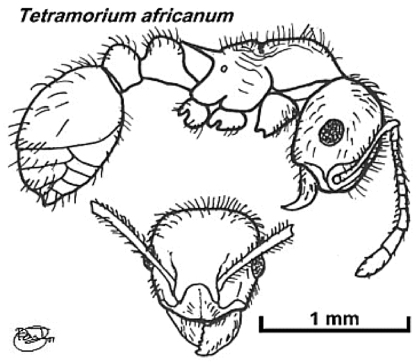 {Tetramorium africanum}