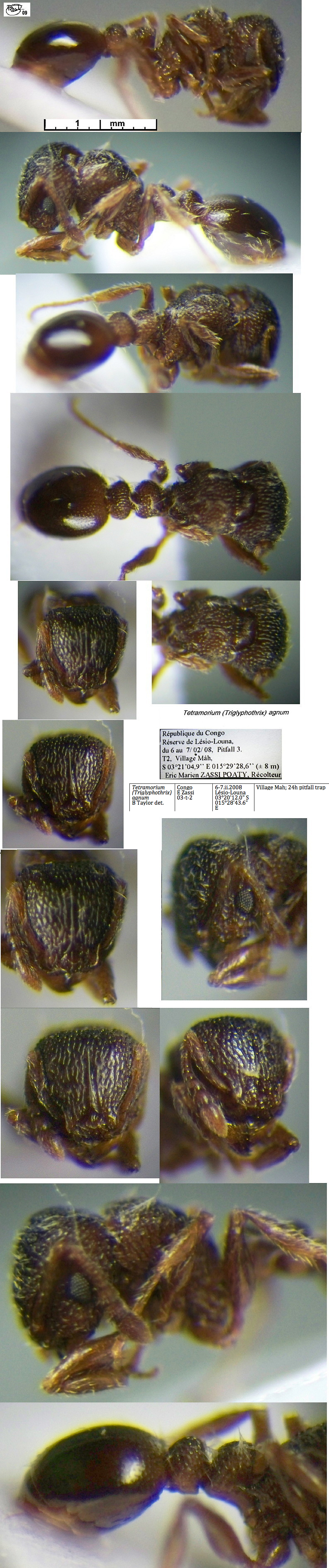 {Tetramorium agnum}